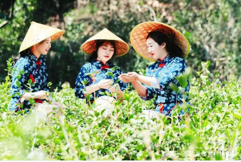 葉葉知春！無錫毫茶已經(jīng)開采