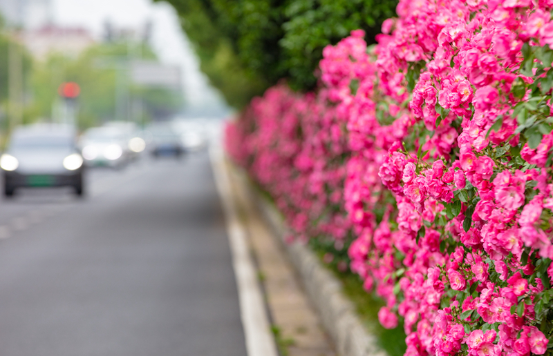 觀(guān)山路盛開(kāi)的薔薇花