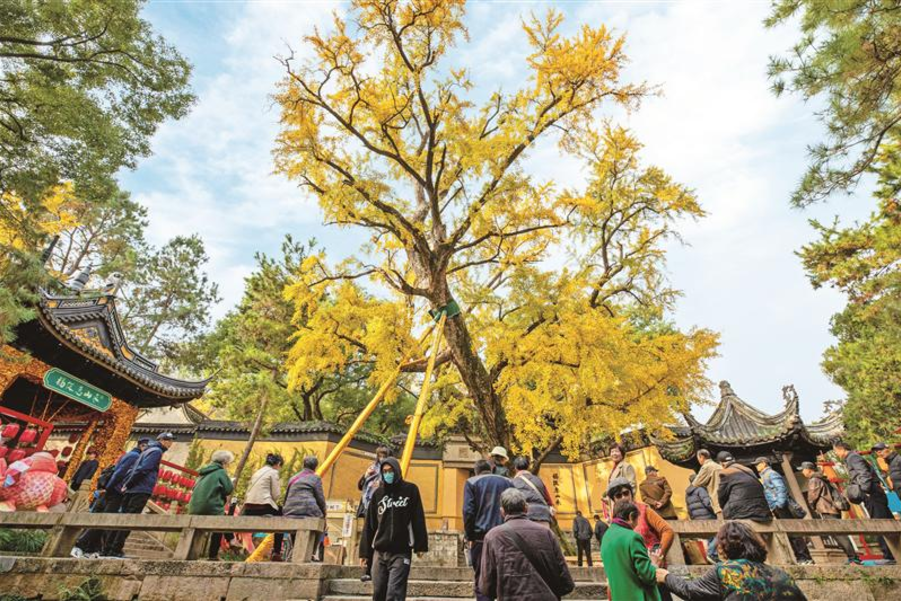  惠山古鎮(zhèn)古銀杏樹(shù)葉漸黃，市民和游客前來(lái)觀賞